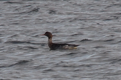 [A side view of the duck-like bird as it swims from right to left. The merganser has a head and body that's darker than its light grey neck. It has a long thin bill. The water is a dark blue grey.]